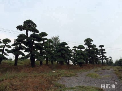 22公分造型榔榆