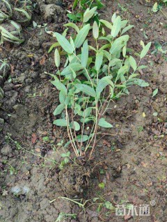 高度40厘米金丝桃小苗