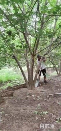 高度500厘米丛生五角枫