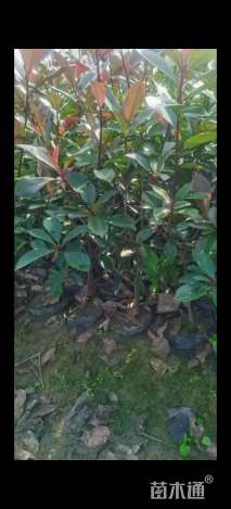 0.5公分红叶石楠