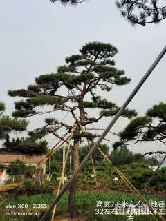 14公分造型黑松