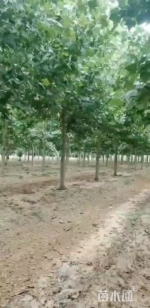 20公分法桐