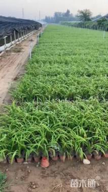 高度22厘米大花萱草