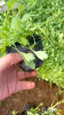 高度15厘米虞美人