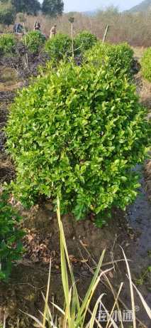 冠幅100厘米含笑球