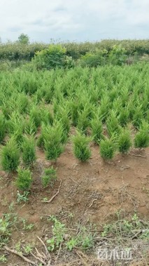 高度65厘米龙柏小苗