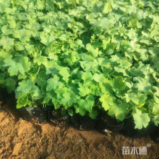 高度20厘米飞燕草