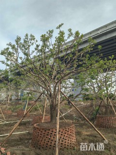 13公分红果冬青