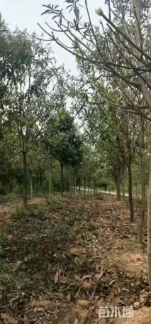 14公分枇杷