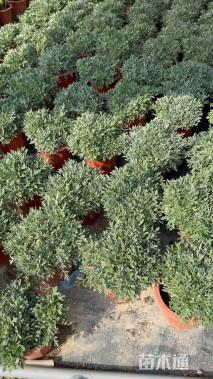 高度18厘米芙蓉菊