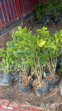 高度60厘米黄金榕