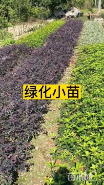 高度10厘米红花继木