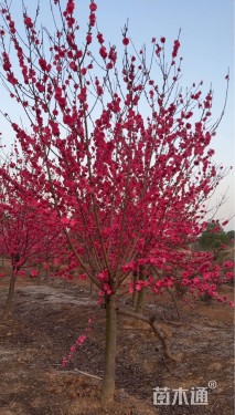 11公分紫叶碧桃