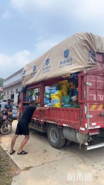 高度20厘米欧石竹