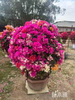 冠幅150厘米多色三角梅球