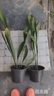 高度70厘米一叶兰
