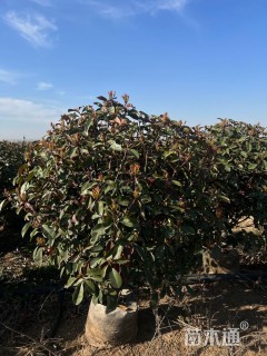 冠幅120厘米红叶石楠球