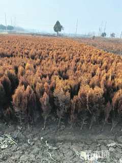 高度100厘米洒金柏