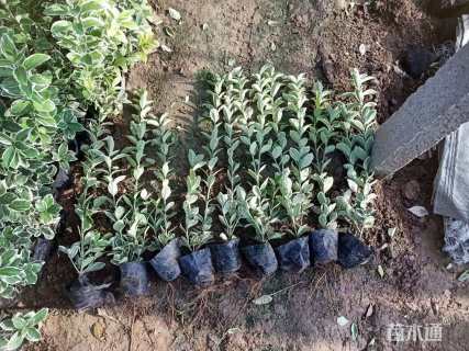 高度50厘米金边黄杨小苗