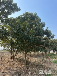 10公分枇杷