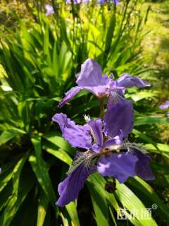 高度30厘米紫鸢尾