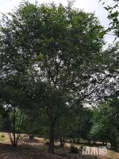 31公分朴树