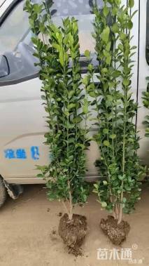 高度120厘米北海道黄杨