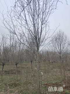 高度300厘米丛生白玉兰