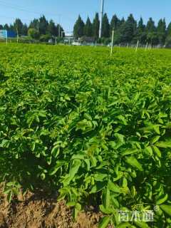 高度30厘米四季玫瑰