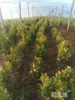 高度40厘米小叶黄杨