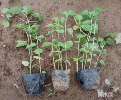 高度15厘米飞燕草