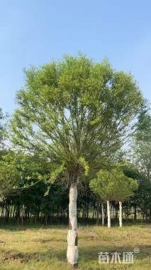 22公分馒头柳
