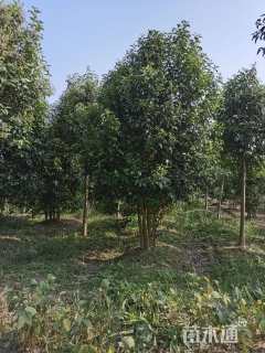 原生苗丛生大叶女贞