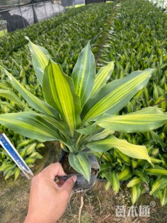 高度20厘米也门铁