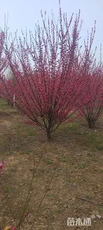 13公分骨里红梅