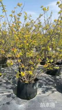 高度100厘米金叶接骨木