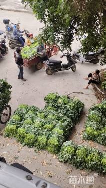 高度30厘米番薯