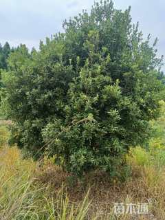 高度300厘米乌梅