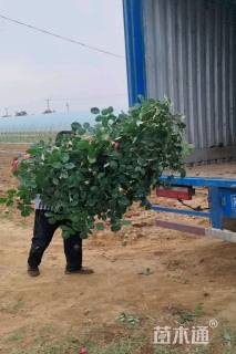 高度120厘米月季