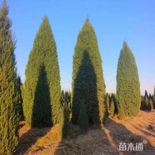 高度280厘米塔柏