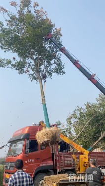 15公分栾树