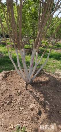 高度450厘米丛生五角枫