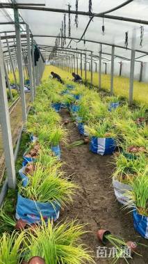 高度40厘米金叶石菖蒲