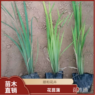 高度40厘米花菖蒲