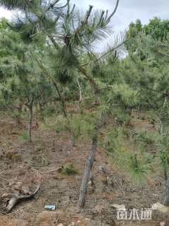 高度1800厘米黑松