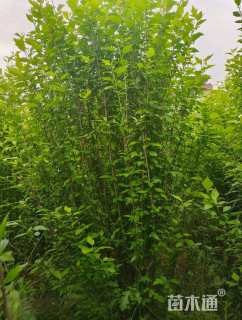 高度700厘米丛生木槿
