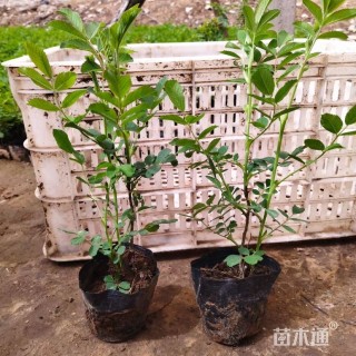 高度45厘米四季玫瑰