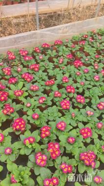 高度10厘米报春花