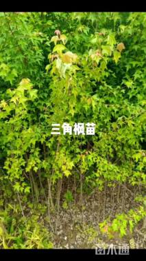 0.8公分三角枫