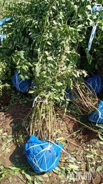 高度150厘米美国金钟连翘